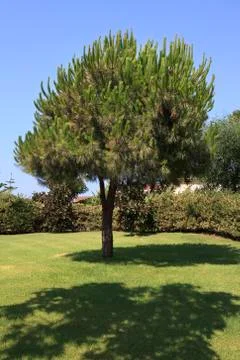 Pinus pinea. Stock Photos