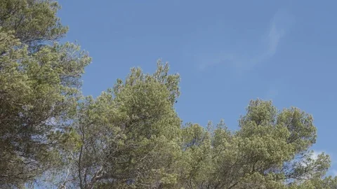 Pinus pinea tree and blue sky on Mediterranean coast Stock Footage 80546898