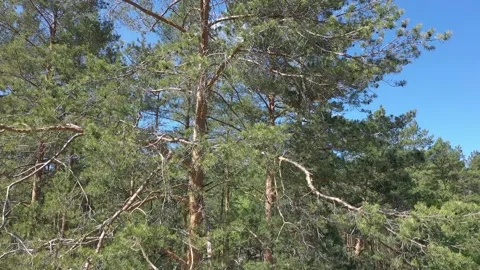 Pinus radiata, the Monterey pine or insignis pine. Video stock 202095122