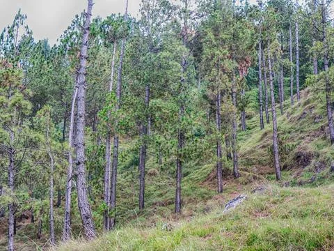 Pinus roxburghii,  as the Chir pine forest in Raventy Murree Pakistan Stock Photos