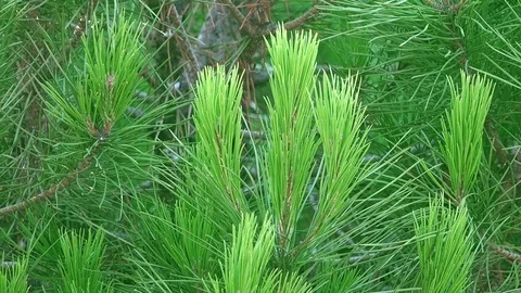 Pinus strobus trees. Stock Footage 93566507