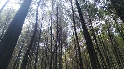 Pinus Trees in Forest Stock Footage 214663644