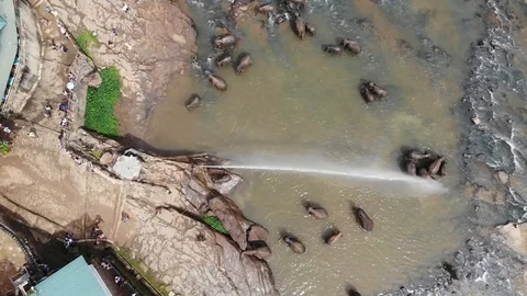Pinwella Drone Elephants taking a bath in Sri Lanka Aerial View Stock Footage 128647850