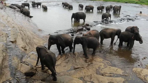 Pinwella Drone Elephants taking a bath in Sri Lanka 10 Stock Footage 128654017
