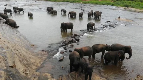 Pinwella Drone Elephants taking a bath in Sri Lanka 9 Video stock 128654033