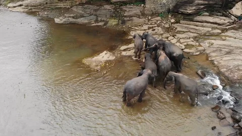 Pinwella Drone Elephants taking a bath in Sri Lanka 8 Stock Footage