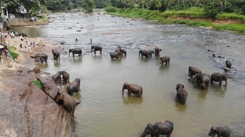 Pinwella Drone Elephants taking a bath in Sri Lanka 5 Stock Footage 128655151