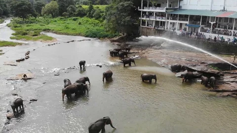 Pinwella Drone Elephants taking a bath in Sri Lanka 3 Stock Footage 128655285