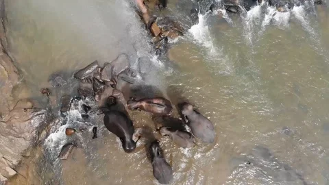 Pinwella Drone Elephants taking a bath in Sri Lanka 2 Video stock 128655328