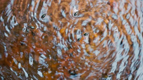Pinwheel beetles moving on the water surface creating circular ripples, reactive 스톡 동영상 333780899