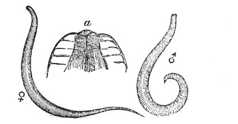 Pinworm or Threadworm or Seatworm or Enterobius vermicularis, magnified, vint Stock Illustration