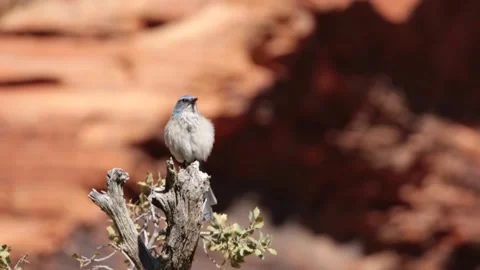 Pinyon Jay preening on Scrub Oak branch Stock Footage 165370908