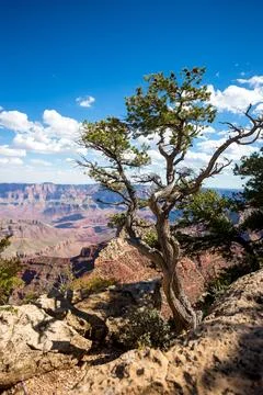 A Pinyon Pine tree on the North Rim of the Grand Canyon Fotos Stock