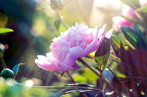 Pion Flower Stock Photos