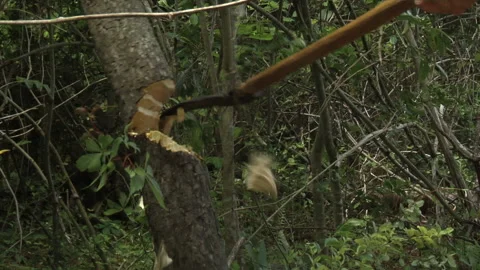Pioneer Man Chops down tree - works his farmstead circa 1830s - 1880s Stock Footage 148284850