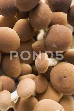 Pioppini Mushrooms From Italy (Full-Frame)