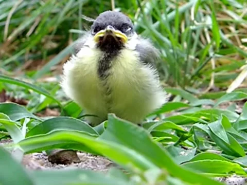 Pioupiou ! Stock Footage 7763362