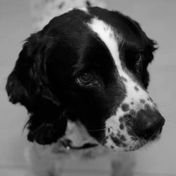 Pip the springer spaniel 写真素材