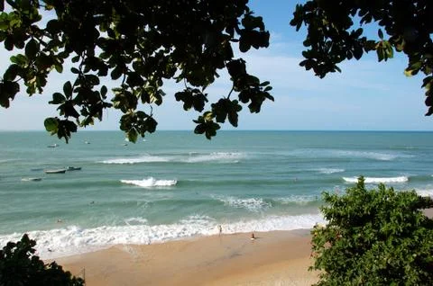 Pipa beach with trees Stock Photos