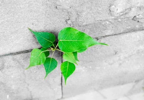 Pipal leaf growing through crack in old sand stone wall,survival concept Foto stock