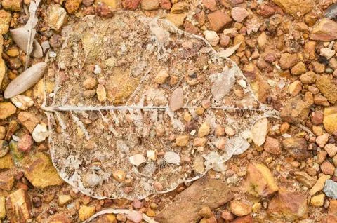 Pipal leaf Stock Photos