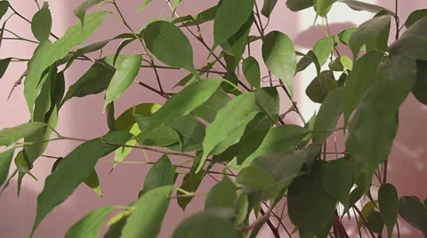 Pipal Sun Light TimeLapse Background Stock Footage 32299441