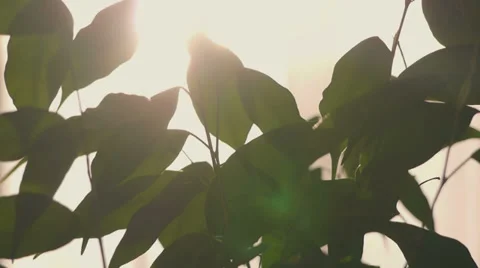 Pipal Sunset TimeLapse Background Stock Footage 32299415