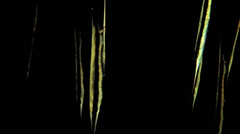 Pipe fish Black Stock Footage 66582778