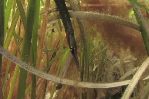 Pipe fish Stock Footage 12393350