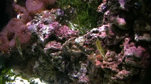 Pipe fish Stock Footage 22423770