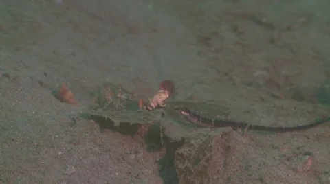 Pipe fish with predatory fish in forground Stock Footage 56852110