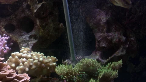 A pipe inserted into an aquarium Stock Footage 238551012