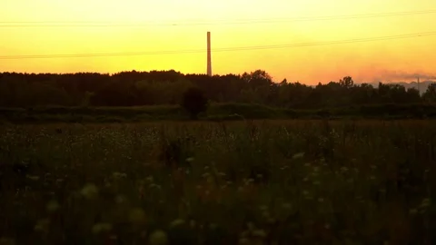 Pipe plant at sunset and the forest Stock Footage 116018030