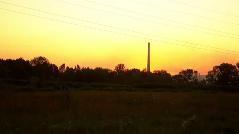 Pipe plant at sunset and the forest Stock Footage 116018233