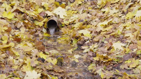 A pipe is seen in a stream of water surrounded by leaves Stock Footage 319491231