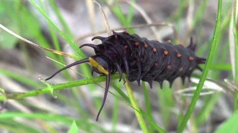 Pipe-vine swallowtail larva black spiked caterpillar Stock Footage 65797641