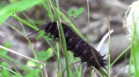 Pipe-vine swallowtail larva black spiked caterpillar Stock Footage 65797661