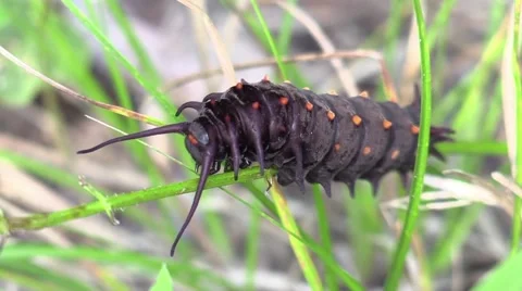 Pipe-vine swallowtail larva black spiked caterpillar Stock Footage 65797936