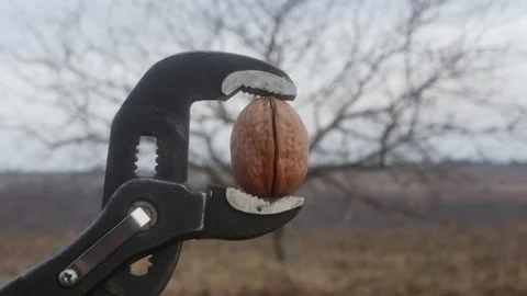 A pipe wrench splits a walnut in an autumn plowed field Vídeos de archivo 166131477