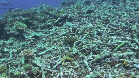 Pipefish Stock Footage 350439