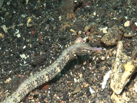 Pipefish Stock Footage 98498729