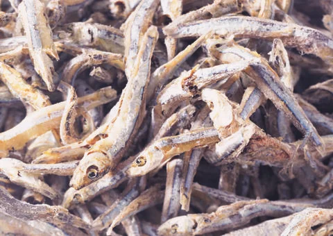 Pipefish Stock Photos