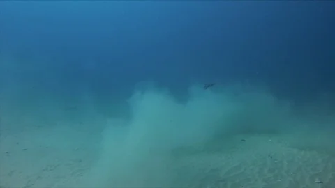 Pipefish. Pipe Fish Swimming Close Up Underwater In Blue Sunlit Sea Water Stock Footage 115814276