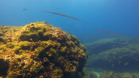 Pipefish School. Fish School Close Up. Colourful Pipe Fish Or Underwater Fish Stock Footage 115811539