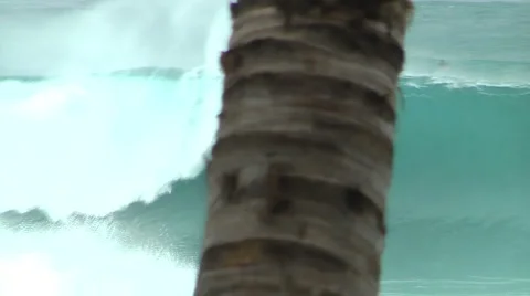 Pipeline Barrel Behind Coconut Tree Stock Footage