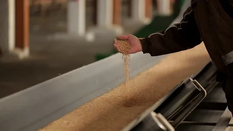 Pipelining rides many grains of wheat, it checks the man's hand Stock-Footage 75442818