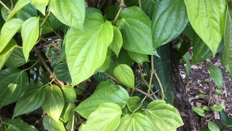 Piper betle Stock Footage 88487546