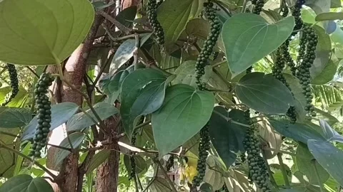 Piper Nigrum Vine Swaying in Wind Green Pepper Spikes Stock Footage 339250917