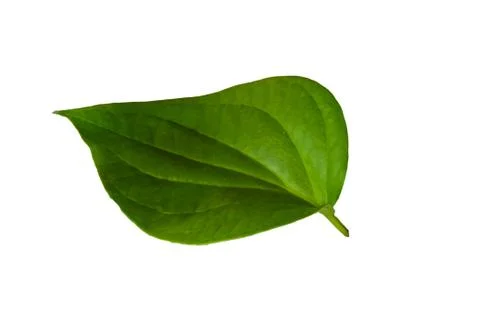 Piperaceae  leaf on white background Stock Photos