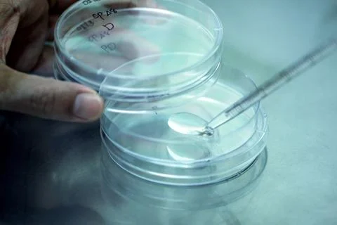 Pipette adding fluid water to test tubes. Stock Photos